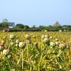 Treguier to Roscoff and Morlaix